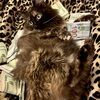 f0xycat